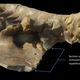Bite marks on the fossilized meal of an ancient T.rex. Image: Erickson /Science Advances